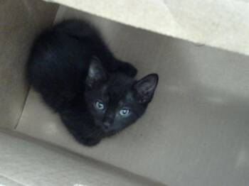 MIDNIGHT -  Domestic Long Hair Cat for Adoption in Dallas, Texas - MIDNIGHT | PetCurious