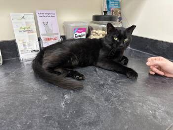Romeo -  Domestic Medium Hair Cat for Adoption in Midlothian, Virginia - Romeo | PetCurious