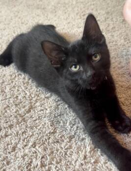 Wednesday & Freddy (bonded brother & sister) -  Domestic Short Hair Cat for Adoption in Nashville, Tennessee - Wednesday & Freddy (bonded Brother & Sister) | PetCurious