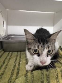 Mittens -  Domestic Short Hair Cat for Adoption in Savannah, Georgia - Mittens | PetCurious