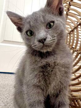Rescue Domestic Short Hair and Russian Blue Cats for Adoption in Tustin, California - Smokey | PetCurious