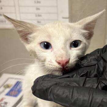 Connie -  Domestic Short Hair Cat for Adoption in Yuma, Arizona - Connie | PetCurious