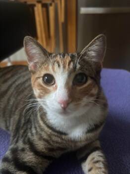 Rescue Domestic Short Hair Cats for Adoption in Minneapolis, Minnesota - Chili | PetCurious