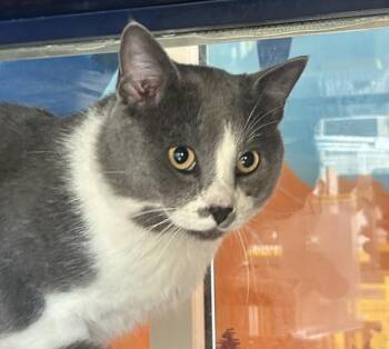 Anders -  Domestic Short Hair Cat for Adoption in Golden, Colorado - Anders | PetCurious