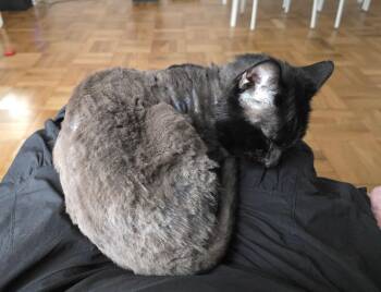 Elmer -  Domestic Short Hair Cat Available for Adoption in New York, New York - Elmer | PetCurious