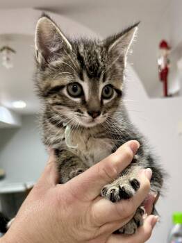 CAT - Indie -  Domestic Short Hair and Tabby Cat Available for Adoption in Gilberts, Illinois - CAT - Indie | PetCurious
