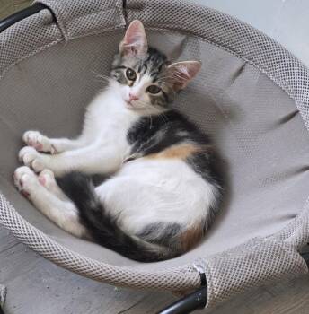 Lady Whiskerworth -  Domestic Short Hair Cat for Adoption in Brandon, Florida - Lady Whiskerworth | PetCurious