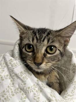 MARLEIGH -  Domestic Short Hair Cat for Adoption in Fort Lauderdale, Florida - MARLEIGH | PetCurious