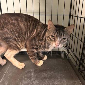 Eagle -  Domestic Short Hair Cat for Adoption in Freeport, Florida - Eagle | PetCurious