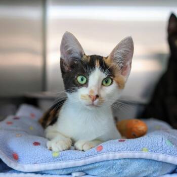 Francine -  Domestic Short Hair Cat for Adoption in Los Angeles, California - Francine | PetCurious