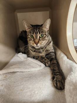 Rescue Domestic Short Hair Cats for Adoption in Elmsford, New York - Spritz | PetCurious