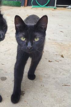 Rescue Domestic Short Hair Cats for Adoption in Memphis, Tennessee - Turkey | PetCurious