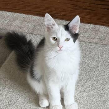 Hopscotch -  Domestic Medium Hair Cat for Adoption in Duluth, Georgia - Hopscotch | PetCurious