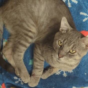 Rescue Domestic Short Hair Cats for Adoption in Fayetteville, Arkansas - Johnny | PetCurious