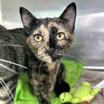 Vince Neil -  Domestic Short Hair Cat for Adoption in Matteson, Illinois - Vince Neil | PetCurious