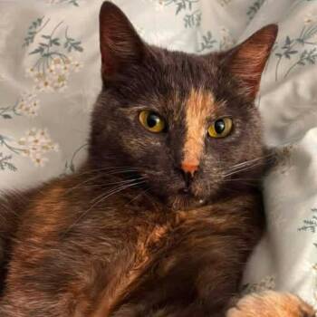 Lottie -  Domestic Short Hair Cat for Adoption in Woodbury, New Jersey - Lottie | PetCurious