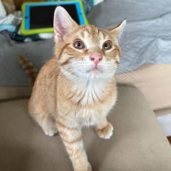 Gravy -  Domestic Short Hair Cat for Adoption in New York, New York - Gravy | PetCurious