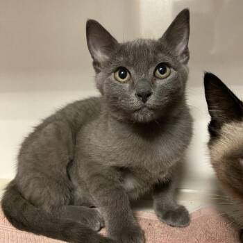 Lauren -  Domestic Short Hair Cat for Adoption in Redwood City, California - Lauren | PetCurious