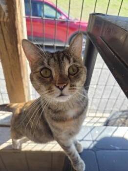 Scarlet -  Domestic Short Hair Cat for Adoption in Bloomsburg, Pennsylvania - Scarlet | PetCurious