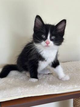 Sylvester -  Domestic Medium Hair Cat for Adoption in Seattle, Washington - Sylvester | PetCurious