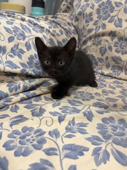 Merlin -  Domestic Short Hair Cat for Adoption in Lovingston, Virginia - Merlin | PetCurious