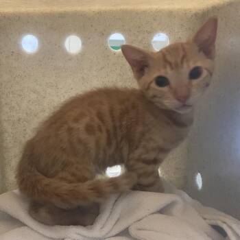 Chuckie -  Domestic Short Hair Cat for Adoption in Pasadena, California - Chuckie | PetCurious