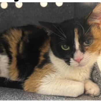 FWT Mary -  Domestic Short Hair Cat Available for Adoption in Midland, Texas - FWT Mary | PetCurious