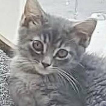 Skechers -  Domestic Medium Hair Cat for Adoption in Jurupa Valley, California - Skechers | PetCurious