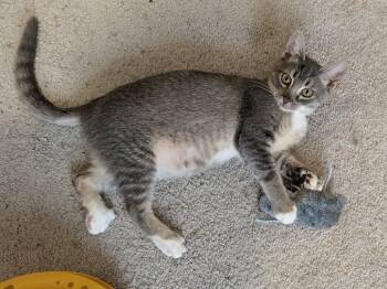 Rescue Domestic Short Hair Cats for Adoption in Greenville, South Carolina - Penne' JR | PetCurious