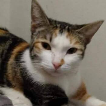 Sassy -  Domestic Short Hair Cat for Adoption in Hemet, California - Sassy | PetCurious