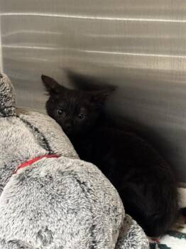 Domestic Short Hair Cats Available for Adoption in Tustin, California - SOCRATES | PetCurious