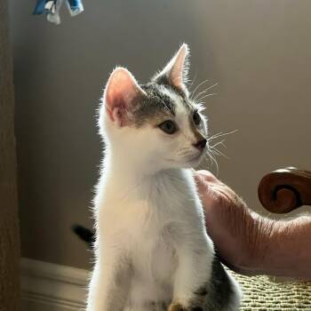 Rescue Domestic Short Hair and Tabby Cats for Adoption in Prescott, Arizona - Texas | PetCurious