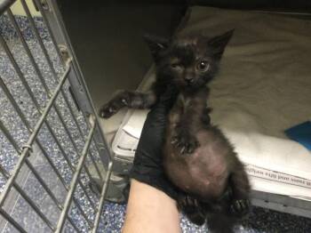 Domestic Short Hair Cats Available for Adoption in Thousand Palms, California - A1908740 | PetCurious