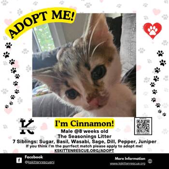 Rescue Domestic Short Hair Cats for Adoption in OSBORNVILLE, New Jersey - Cinnamon | PetCurious