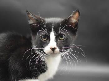 Miki -  Domestic Short Hair Cat for Adoption in Portland, Oregon - Miki | PetCurious