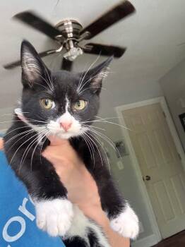 Chuck -  Domestic Short Hair Cat for Adoption in Cumming, Georgia - Chuck | PetCurious