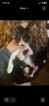 Domestic Short Hair Cats Available for Adoption - Edward | PetCurious