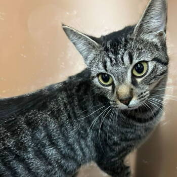 Rescue Domestic Short Hair Cats for Adoption in Blasdell, New York - Amari | PetCurious