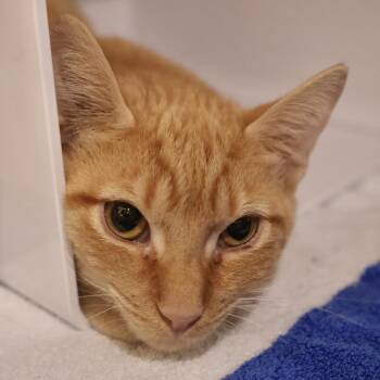 Domestic Short Hair Cats Available for Adoption in Briarcliff Manor, New York - Acorn | PetCurious
