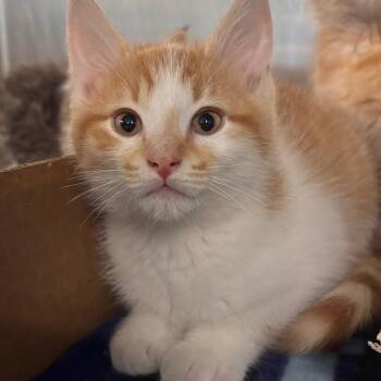 Domestic Short Hair Cats Available for Adoption in Belleville, Illinois - Peter Pan | PetCurious