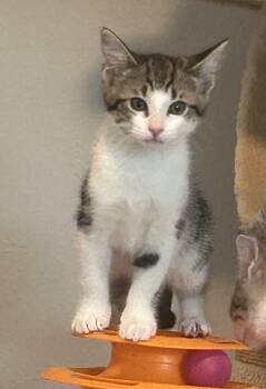 Domestic Short Hair Cats Available for Adoption in Apopka, Florida - Storm 2.28.26 | PetCurious