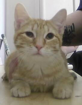 Domestic Short Hair Cats Available for Adoption in Dayton, Minnesota - Riri | PetCurious