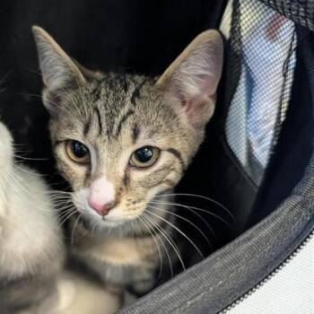 Poptart -  Domestic Short Hair Cat for Adoption in Greensboro, North Carolina - Poptart | PetCurious