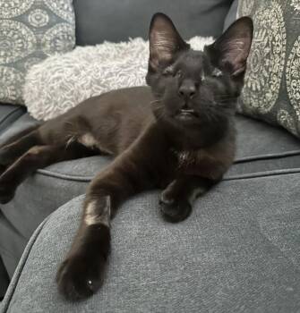 Bombay Cats Available for Adoption - TONKY | PetCurious