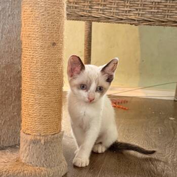 Domestic Short Hair Cats Available for Adoption in Volcano, Hawaii - Maybelline (COH-A-66706) | PetCurious