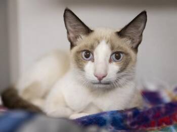 CHUBS -  Siamese Cat for Adoption in Phoenix, Arizona - CHUBS | PetCurious