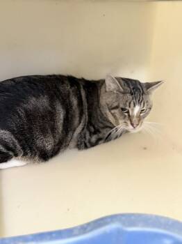 Domestic Short Hair Cats Available for Adoption in Richmond, Indiana - Larry | PetCurious