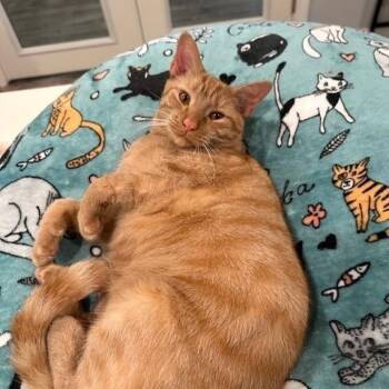 Dexter -  Domestic Short Hair Cat for Adoption in Greensburg, Pennsylvania - Dexter | PetCurious