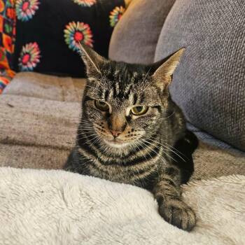 Domestic Short Hair Cats Available for Adoption in Scranton, Pennsylvania - Daffodil | PetCurious