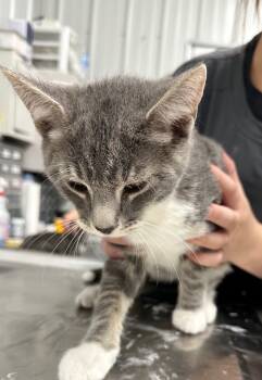 Rescue Domestic Short Hair Cats for Adoption in Hillsdale, Indiana - Nick | PetCurious
